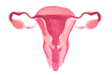 Female reproductive system scheme painted in watercolor on clean white background