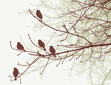 Sparrows On The Tree Twigs In The Spring