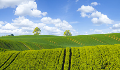 Green tree on a spring field