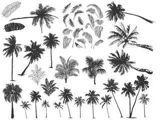 tropical palm trees