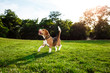 Funny happy beagle dog walking, playing in park. 