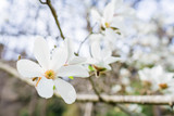 Fototapeta Kwiaty - Beautiful white magnolia in park. Floral background.