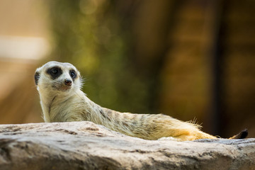 Wall Mural - Image of a meerkat or suricate on nature background. Wild Animals.