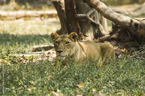 Stampe With a similar environment to Africa, Thailand easily become a new home for this lion family with only little change in their habitats