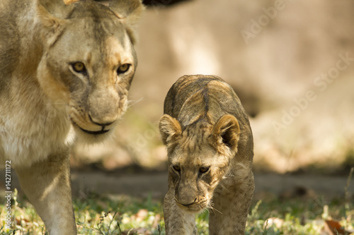 Stampe With a similar environment to Africa, Thailand easily become a new home for this lion family with only little change in their habitats