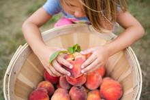 Girl Holding Freshly Picked Peach With Leaves