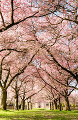 Fotomurales - Japanische Kirschblüten, Frühlingserwachen, Glückwunsch, alles Liebe: Verträumte Kirschblüten im Frühling :)