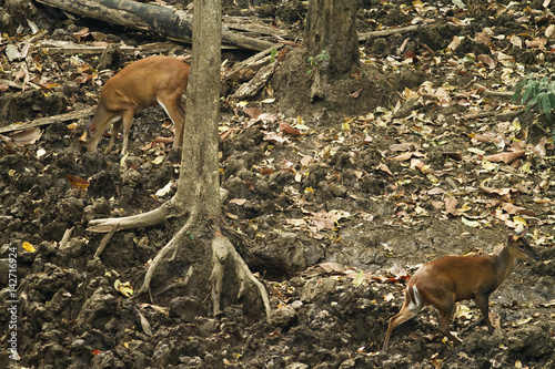 Stampe This picture shows am image of Muntjac deer, feeding on a salt lick