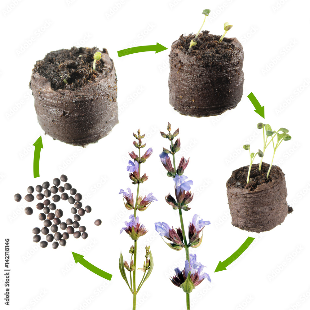 Stages of growth of Common sage (Salvia officinalis) from seed to a  flowering plant. Life cycle plant Stock Photo | Adobe Stock