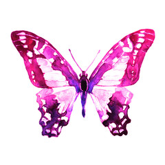 Wall Mural - beautiful pink  butterfly, isolated  on a white,watercolor