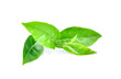 green tea leaves on white background