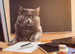cat businessman with glasses at the table