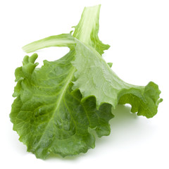 Close up studio shot of fresh green endive salad leaf isolated on white background.