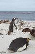 King Penguin (Aptenodytes patagonicus) lying on a sandy beach on Sealion Island in the Falkland Islands. Gentoo Penguin (Pygoscelis papua) passing in the background.