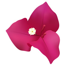 Single Bougainvillea Flower Free Stock Photo - Public Domain Pictures