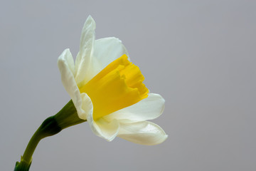 Side view close up of pretty two tone daffodil. Yellow and white single flower. with copy space to the right.