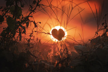 The Heart Of Nature. Plant With Silhouette Of A Heart On A Sunset In The City Of Campo Magro, State Of Paraná, Brazil.