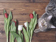 Tabby Cat With Tulips On Wooden Background