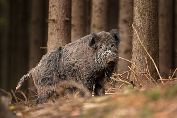 Wall Mural - wild boar, sus scrofa, czech republic