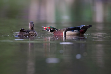 Wall Mural - Wood Duck Courtship