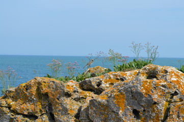 Small bird at the stone coast