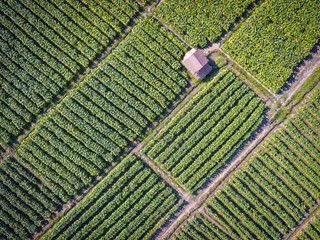 Tobacco Farmland High Aerial View