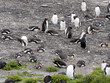 nesting colonies of Gentoo penguin, Pygoscelis Papua, on the Sea Lion Island, Falkland / Malvinas