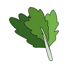 celery vegetable icon image vector illustration design 