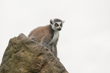 Aufkleber - A ring tailed lemur sitting on a rock looking alert isolated against a white background