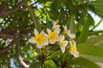 Wall Mural - Blossoming plumaria (monoi) flowers.