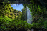 Fototapeta Fototapeta las, drzewa - Footbridge and Crystal Falls  in the Rainforest of Dorrigo National Park, Australia