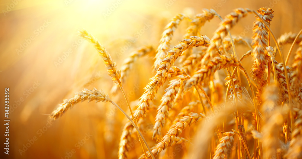 Wheat field. Ears of golden wheat closeup. Harvest concept - obrazy, fototapety, plakaty 