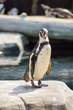 Humboldt Penguin Leaving the Water