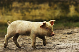 Fototapeta Zwierzęta - young domestic pig walking on rural road