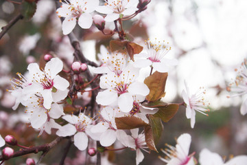 Wall Mural - Fiori rosa di ciliegio su ramo