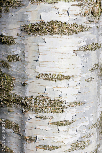 Tree Bark Variety Is Betula Pendula Dalecarlica Also Known As Silver Birch Or Swedish Birch Tree Buy This Stock Photo And Explore Similar Images At Adobe Stock Adobe Stock