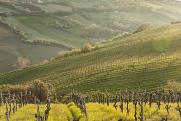 Vineyard landscape in the sunset light.  Italy cultivation in spring season