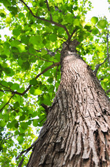 tree trunk forest