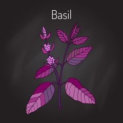 Wall Mural - Basil culinary herb