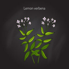 Poster - Lemon verbena aromatic plant