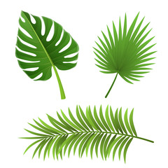 Wall Mural - Different type of palm tree leaf set, isolated on white. For exotic and summer frame, background or design.