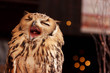 Hazel, the Eurasian Eagle Owl can be seen yawning on the Royal Mile in Edinburgh, Scotland