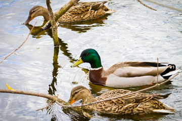 animal a wild drake and a duck sail on a pond