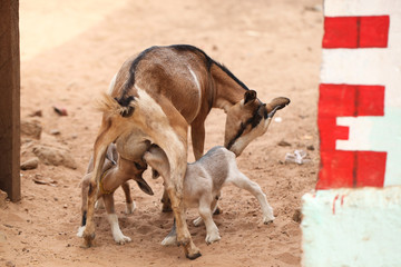 Canvas Print - goat family 