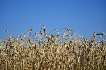 Wheat field and blue sky