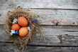 Easter eggs in the nest. Spring postcard 