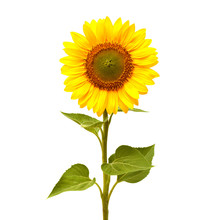 Sunflower Isolated On White Background. Flat Lay, Top View. Flower