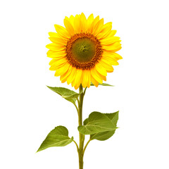 Fotomurales - Sunflower isolated on white background. Flat lay, top view. Flower
