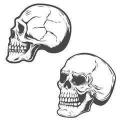 Wall Mural - Set of the vector skulls isolated on white background.