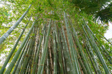 Fototapeta Sypialnia - Looking up at green long bamboo shoots